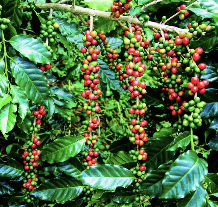 Legends of the Coffee